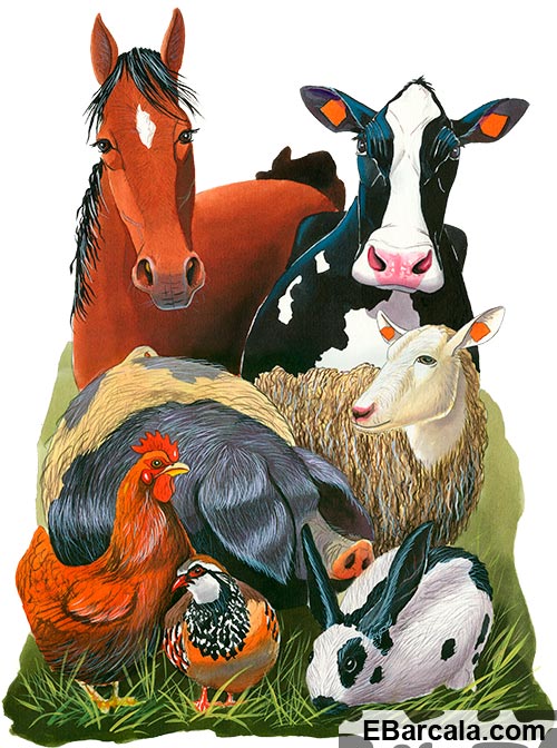 Animales de granja piensos para el ganado, de la marca DAPAC.